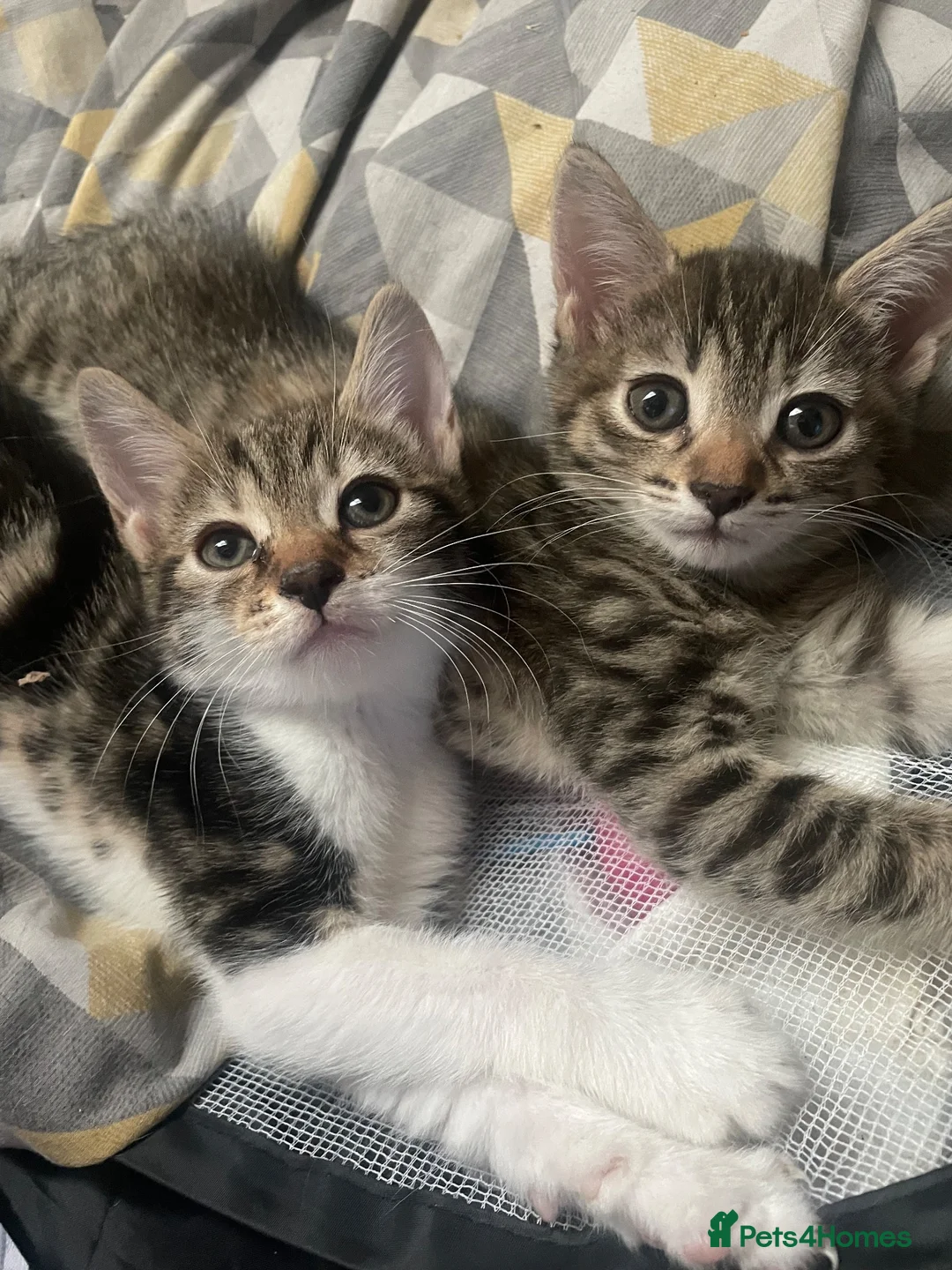 Mixed Breed cats for sale: 2 beautiful kittens  - Advert 1