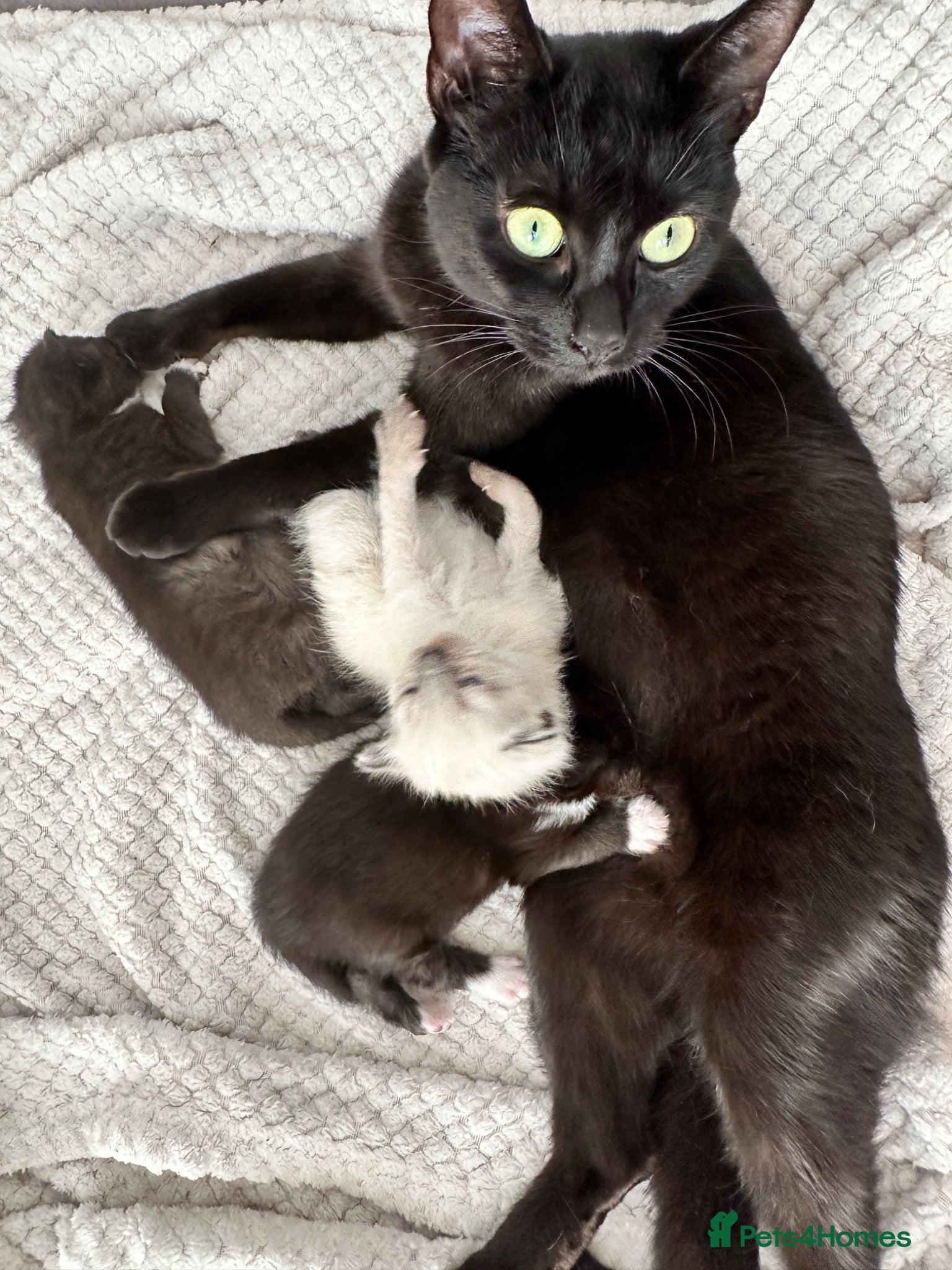 Mixed Breed cats 3 beautiful babies looking for a forever home  - Advert 5
