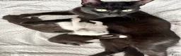 Mixed Breed cats for sale: 3 beautiful babies looking for a forever home  - Advert 1