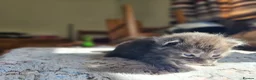 Maine Coon cats for sale: 4 gorgeous Maine coon X kittens - Advert 3