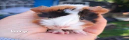 Guinea Pig rodents for sale: Young male guinea pigs for sale  - Advert 5