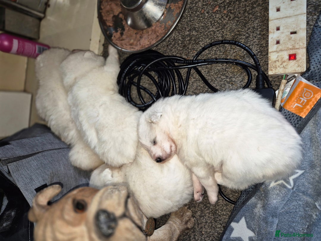 Samoyed dogs for sale: Samoyed puppies - can leave anytime from 23rd  - Advert 21