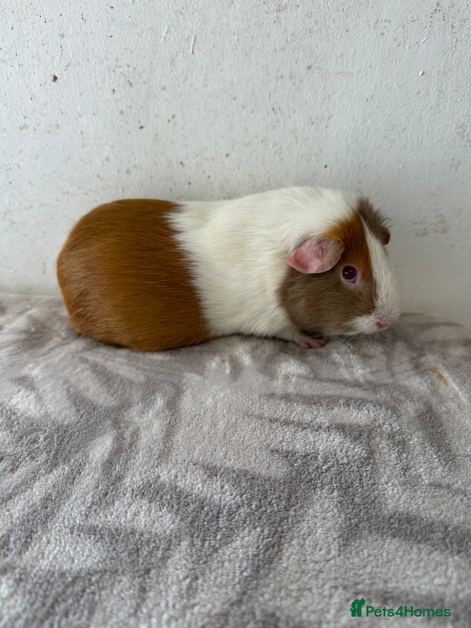 Guinea Pig rodents Female guinea pigs  - Advert 1