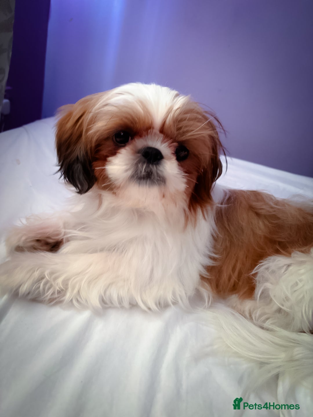 Mixed Breed dogs for sale: ✨ Gorgeous Mixed-Breed Puppies Looking for Homes - Advert 20