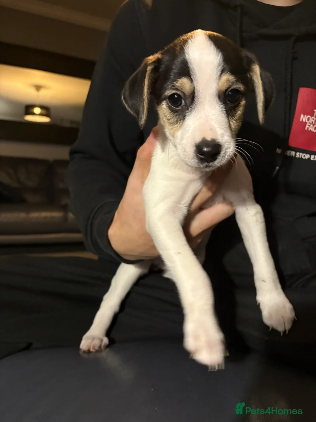Mixed Breed dogs for sale: Jack russel x ratchi (Chihuahua x rat terrier) - Advert 5