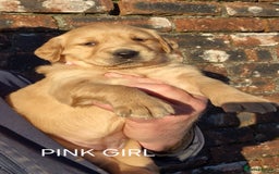 Golden Retriever dogs for sale: KC GOLDEN RETRIEVER PUPPIES, HEALTH SCORED PARENTS - Advert 13