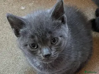 Domestic Shorthair cats Gorgeous blue short haired kittens - Advert 1