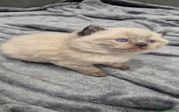 British Shorthair cats for sale: Colour point british short hair  - Image 2