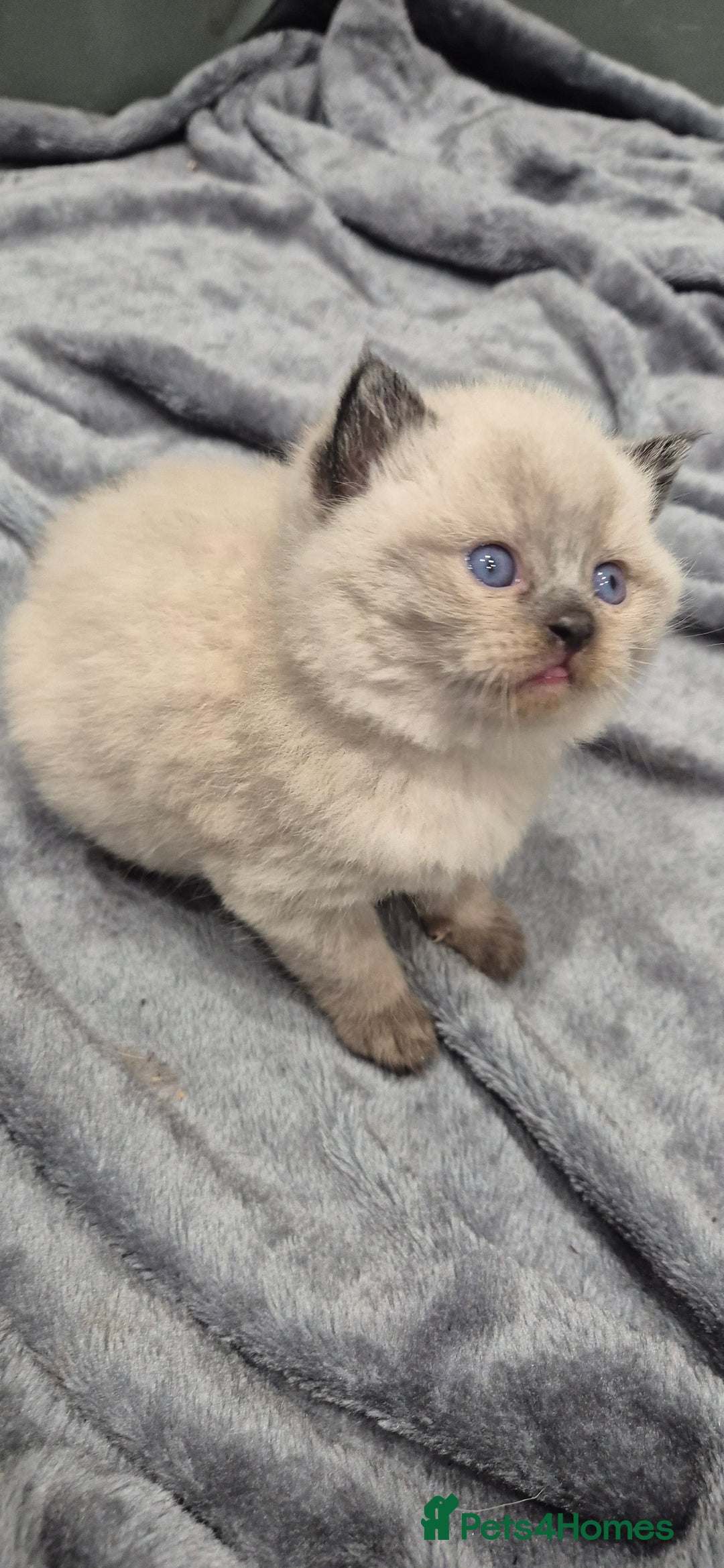 British Shorthair cats for sale: Colour point british short hair  - Image 2