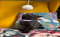 Mixed Breed cats for sale: 6 lovely black kittens looking for new homes - Image 6
