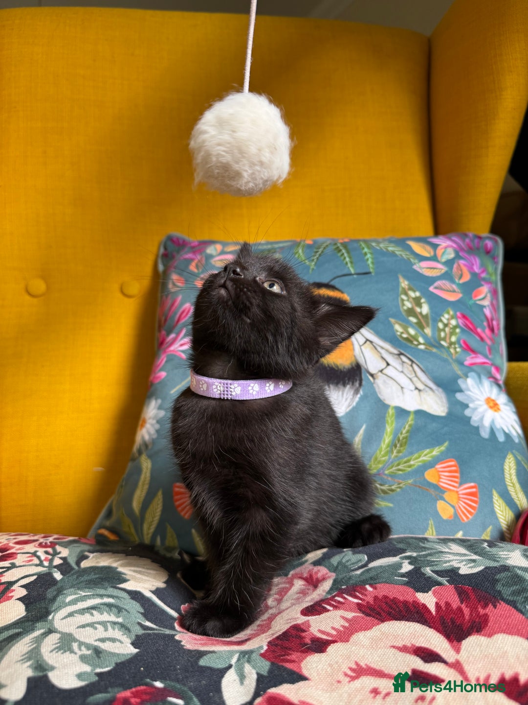 Mixed Breed cats for sale: 6 lovely black kittens looking for new homes - Image 6