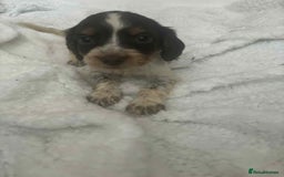 Cocker Spaniel dogs for sale: 6 gorgeous cockerspaniel puppy’s  - Image 9