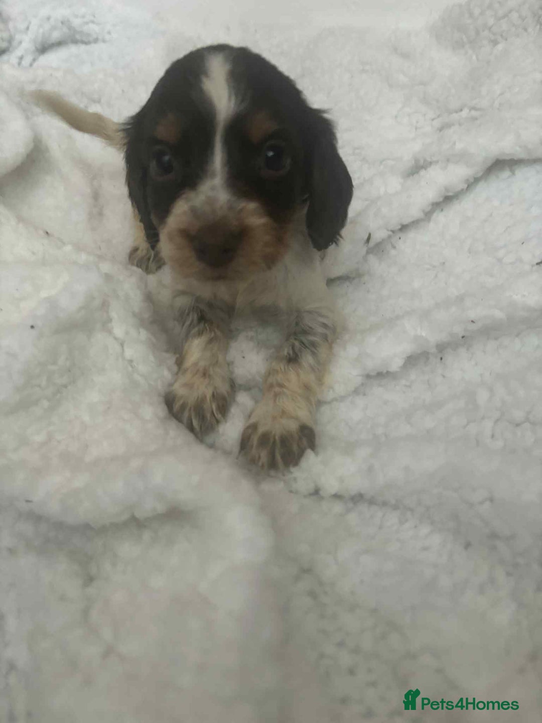 Cocker Spaniel dogs for sale: 6 gorgeous cockerspaniel puppy’s  - Image 9