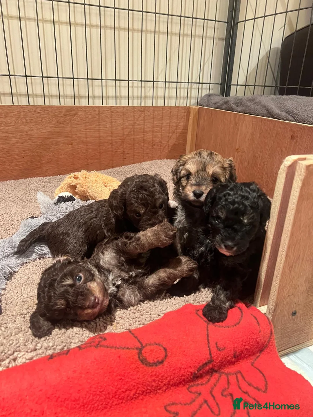 Maltipoo dogs for sale: Adorable Maltipoo girls ready to leave 22nd of Feb - Advert 3