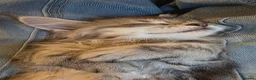 Maine Coon cats for sale: Silver and mixed colour maine coon kittens, female - Advert 24