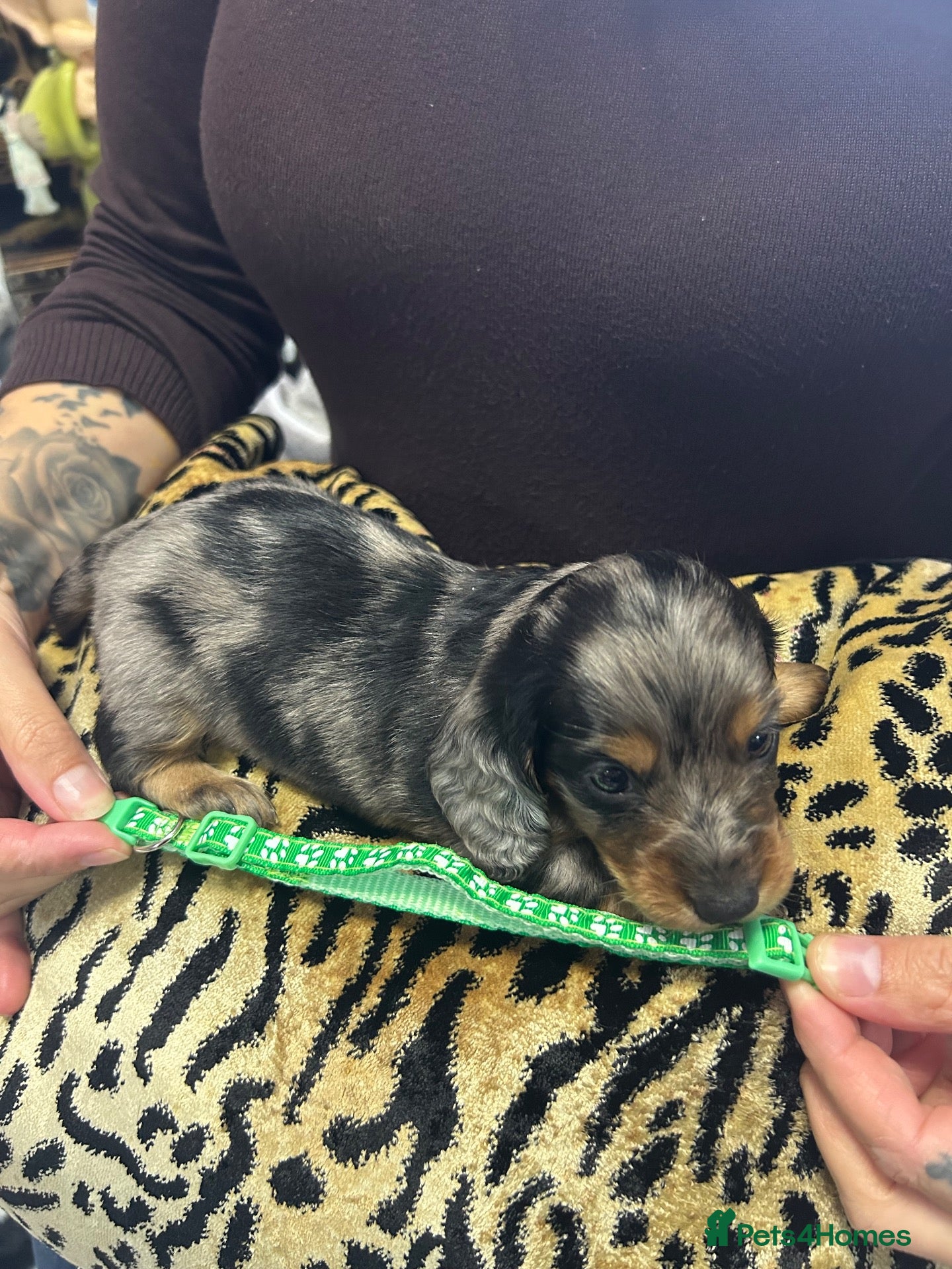 Miniature Dachshund dogs for sale: BEAUTIFUL MINIATURE DACHSHUND PUPPIES - Advert 2