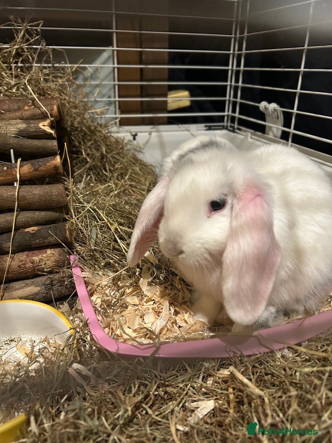 Mixed Breed rabbits for sale: 4x Bunnies for sale  - Advert 19