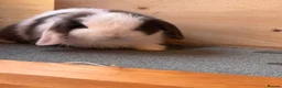Mini Lop rabbits for sale: Adult Mini Lops - Advert 5