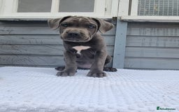 Cane Corso dogs for sale: Italian cane corso puppies  - Image 12