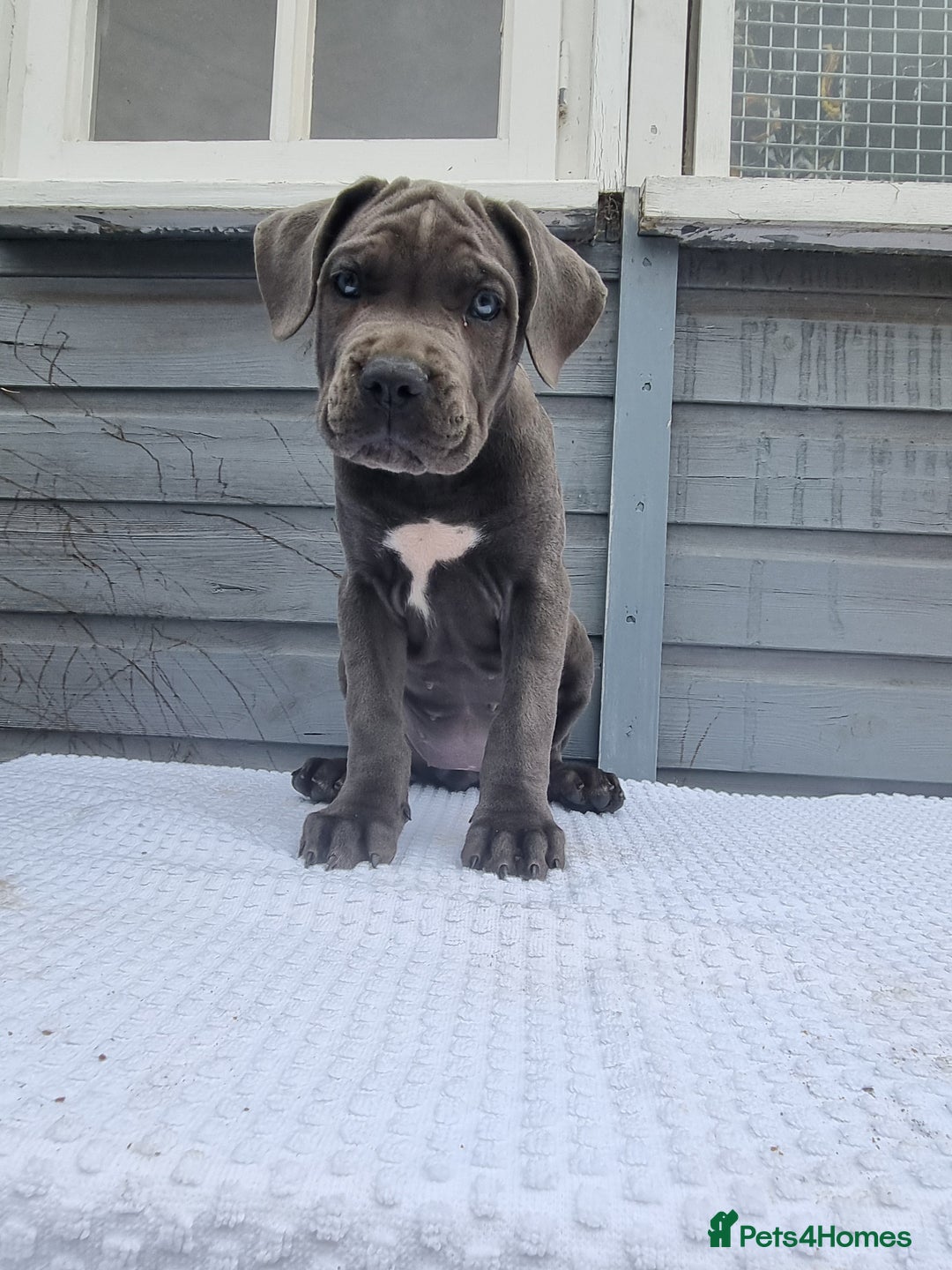 Cane Corso dogs for sale: Italian cane corso puppies  - Image 12