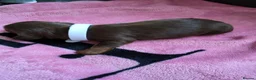 Dachshund dogs for sale: Miniature dachshund puppies  - Advert 10
