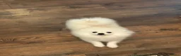 Pomeranian dogs for sale: Beautiful Triple Coat Male Pomeranian Puppy - Advert 5