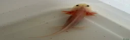 Axolotl reptiles for sale: Axolotl - Advert 16