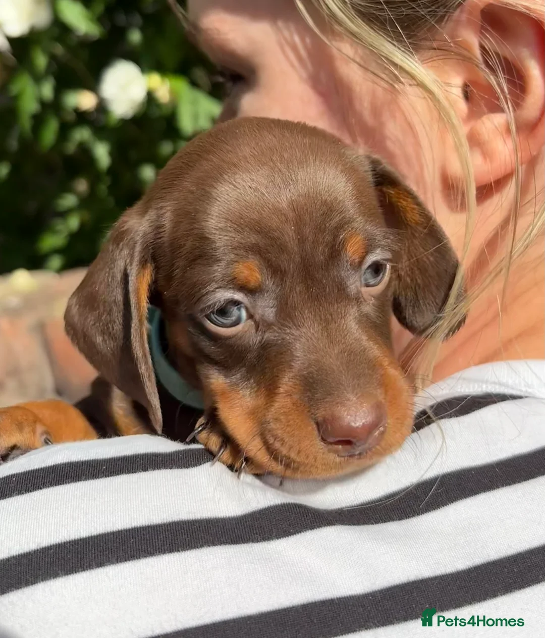 Miniature Dachshund dogs for sale: KC Registered Miniature Dachshund Puppies - Advert 2