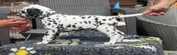 Dalmatian dogs for sale: Mr black - gorgeous black boy …..  - Advert 6