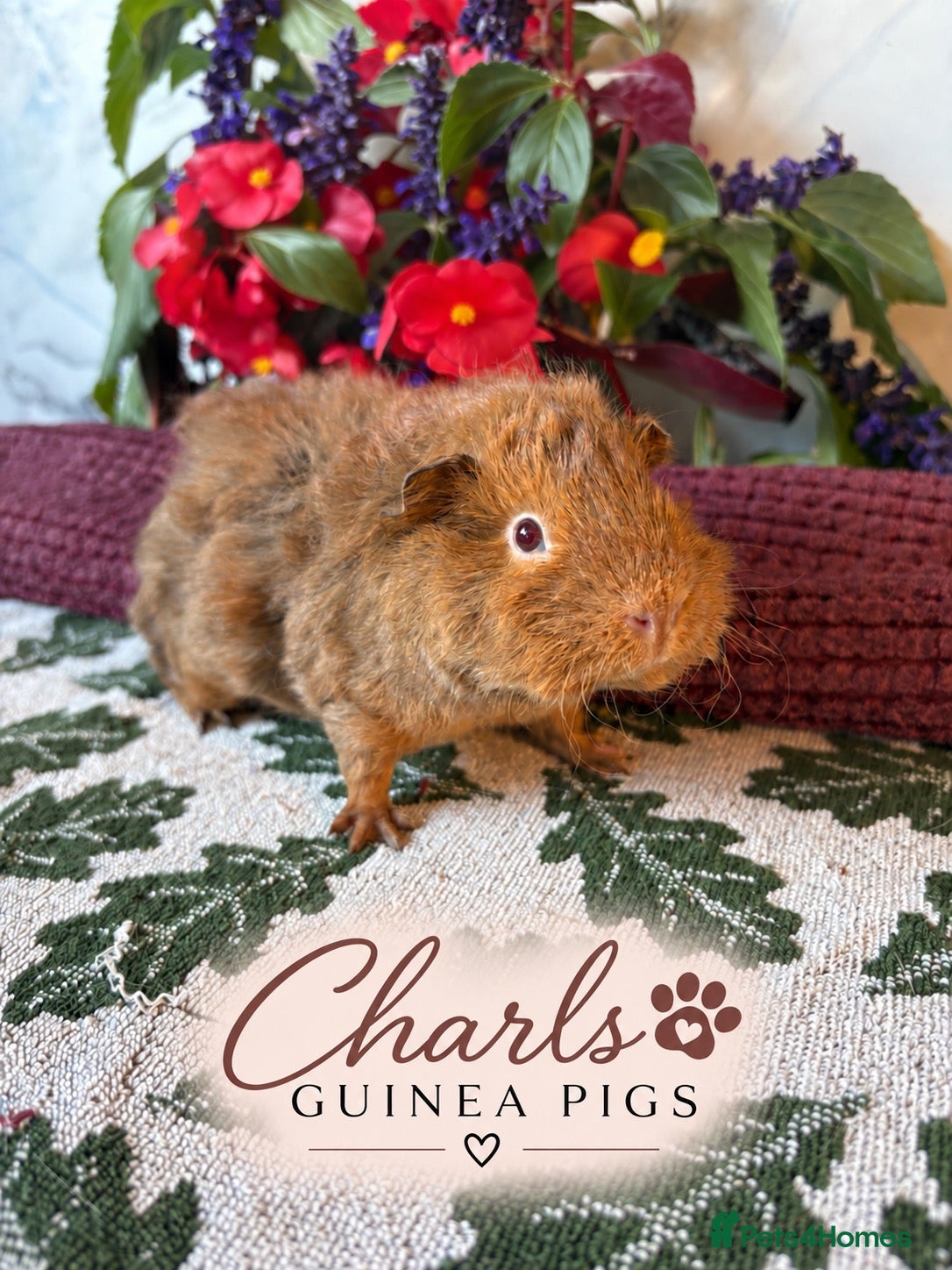 Guinea Pig rodents Lots of Female Guinea Pigs for sale  - Advert 1