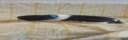 Mixed Breed dogs for sale: Puppies for sale male female small breed boy girl  - Advert 24