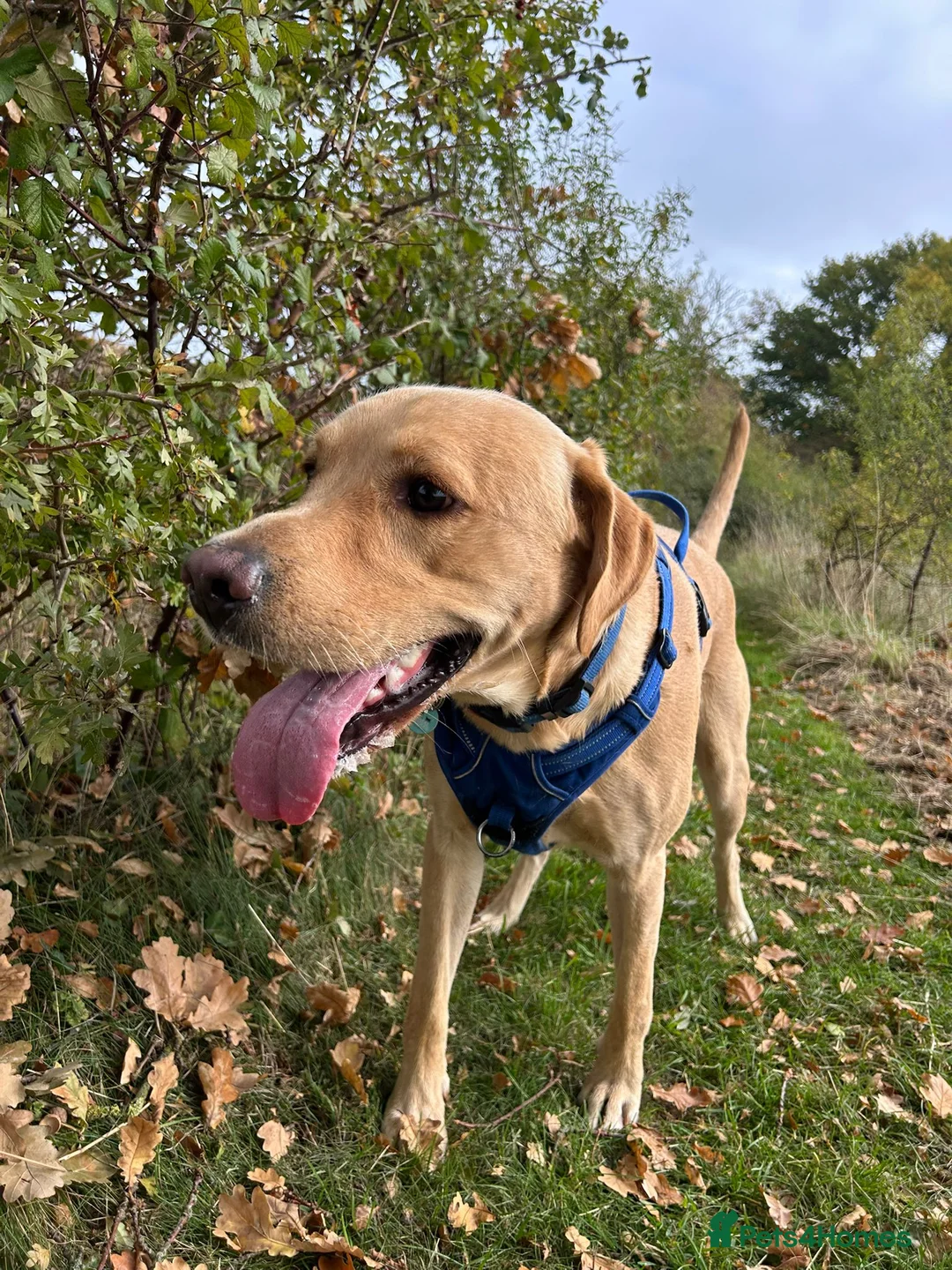 Labrador Retriever dogs for stud: Gorgeous KC Purebred Yellow Labrador For Stud - Advert 2