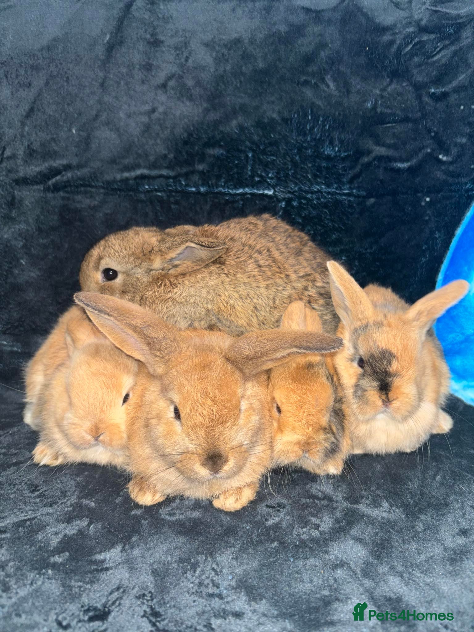 Mixed Breed rabbits 5 weeks old mini lop cross ginger/wild bunnies - Advert 3
