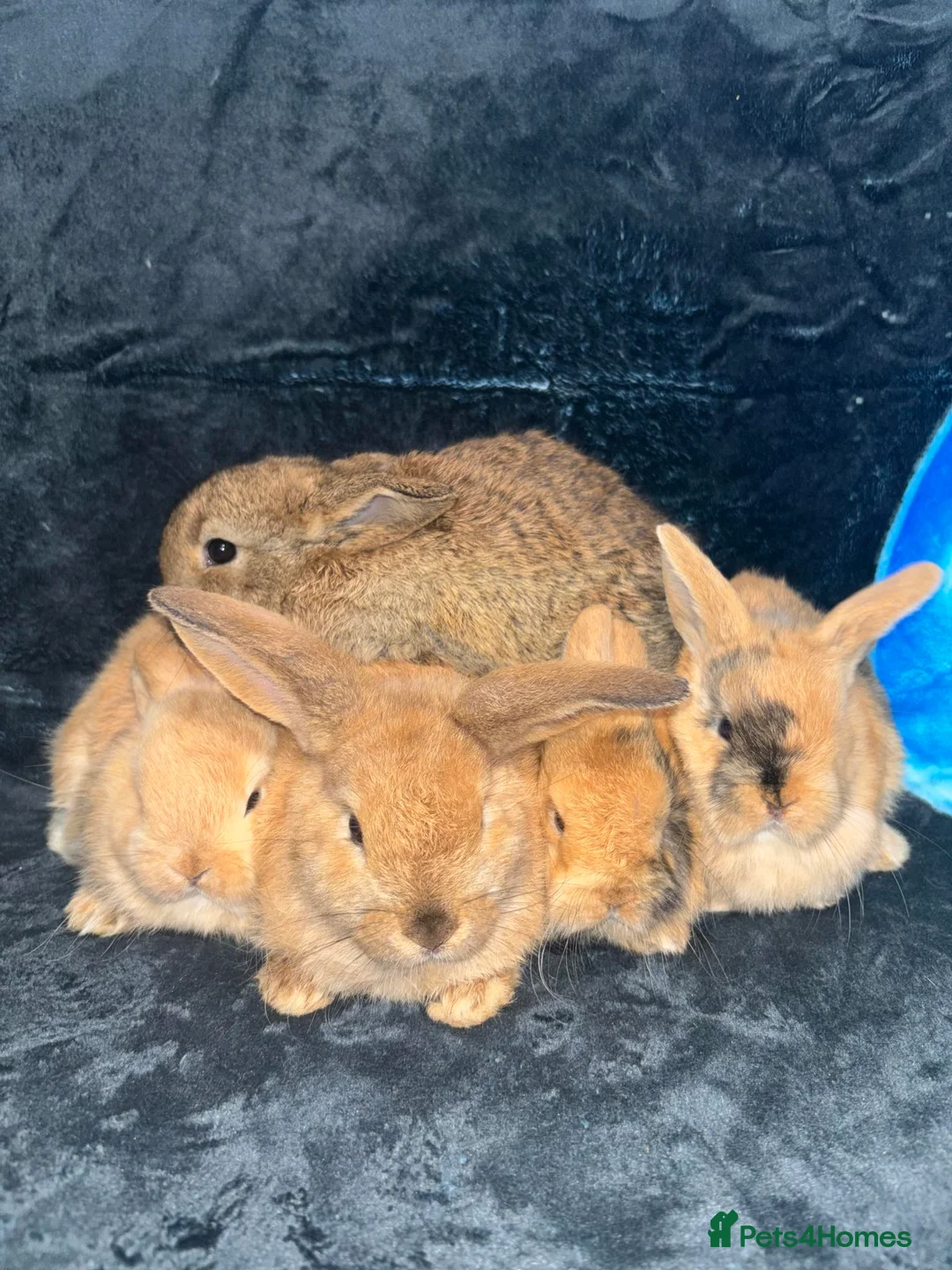 Mixed Breed rabbits for sale: 5 weeks old mini lop cross ginger/wild bunnies - Advert 1