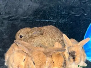 Mixed Breed rabbits 5 weeks old mini lop cross ginger/wild bunnies - Advert 1