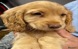Cocker Spaniel dogs for sale: 5 BEAUTIFUL COCKER SPANIEL KC REG PUPPIES - Image 20