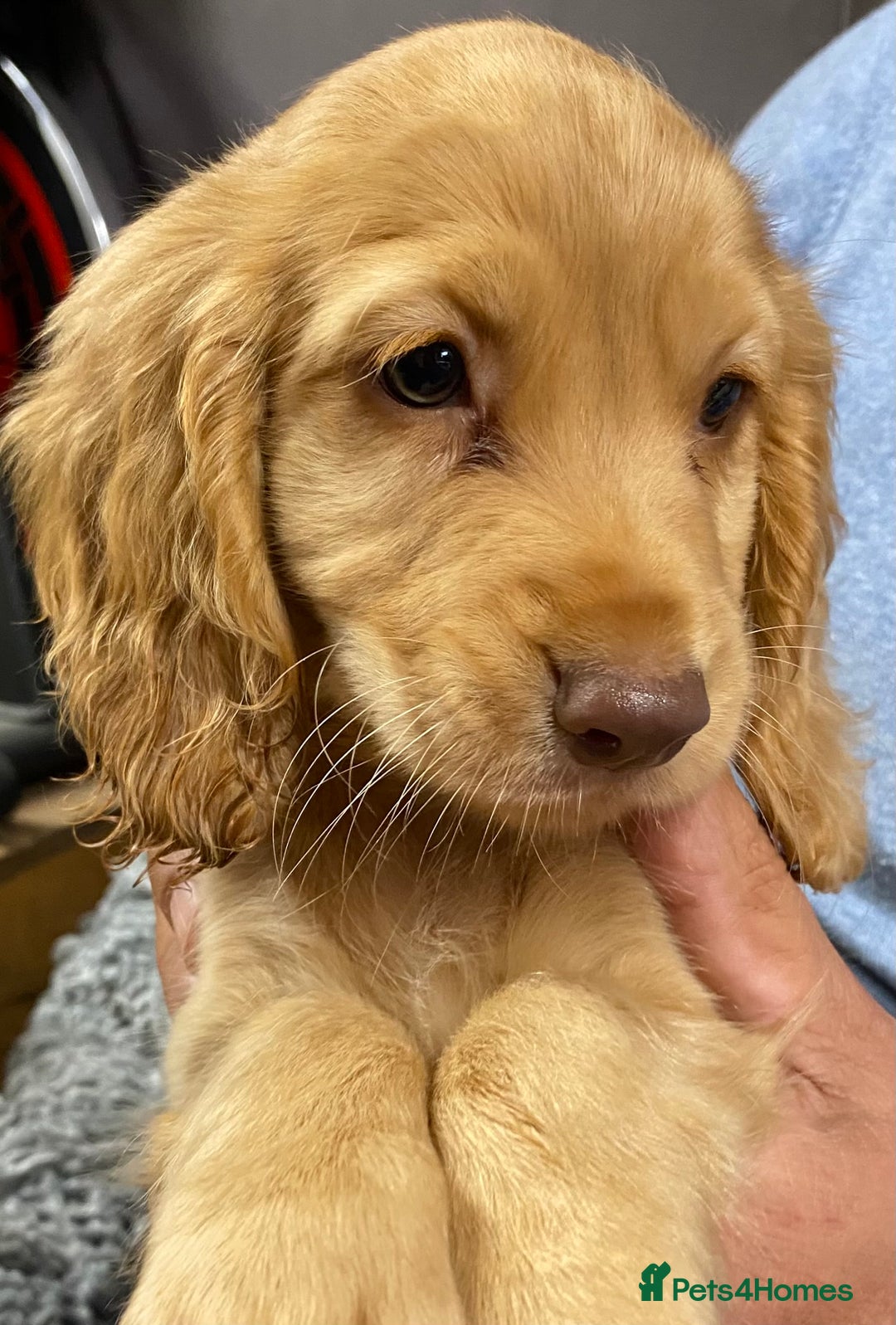 Cocker Spaniel dogs for sale: 5 BEAUTIFUL COCKER SPANIEL KC REG PUPPIES - Image 20