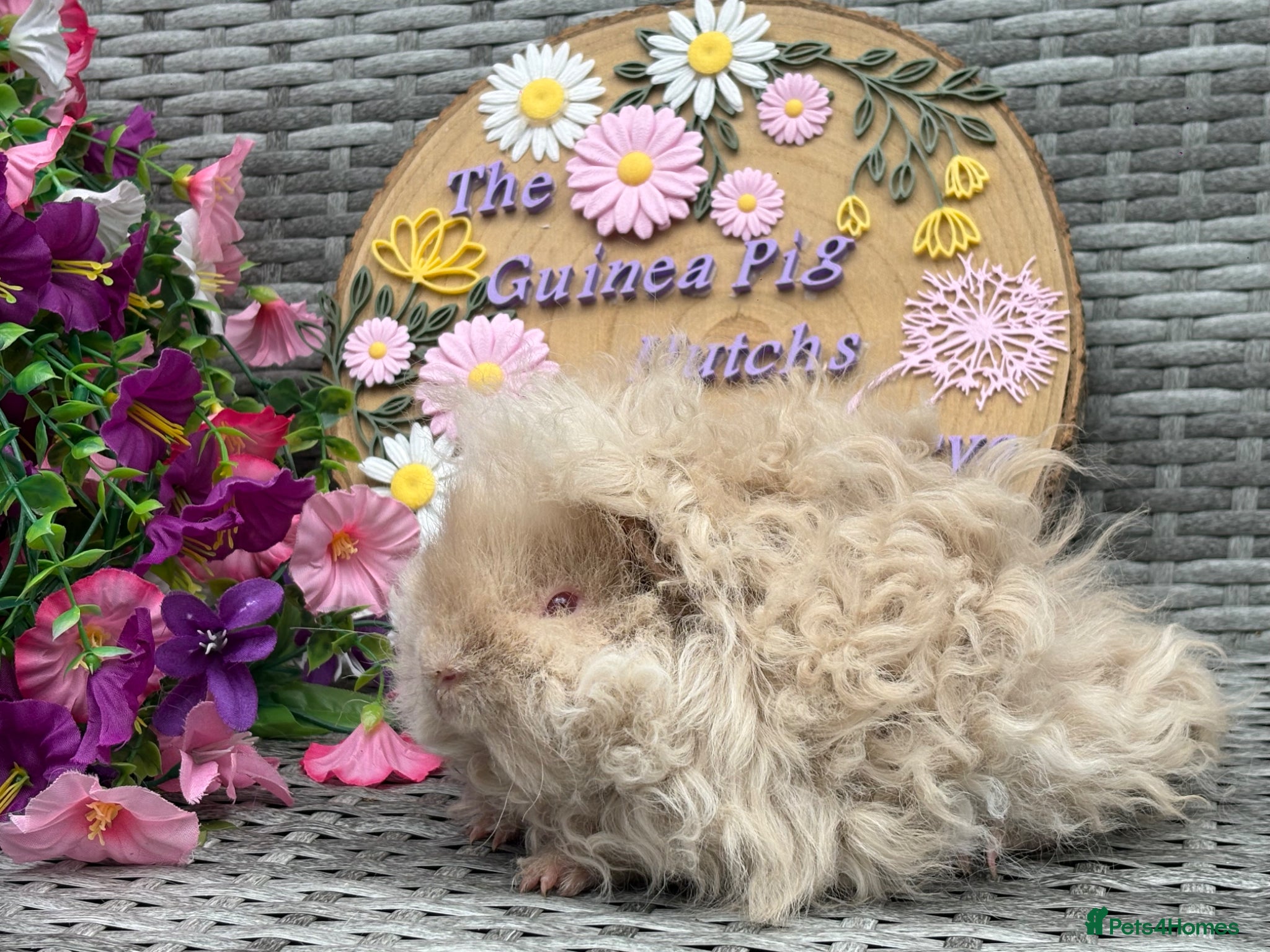 Guinea Pig rodents for sale: Purebred Lunkarya - Advert 19