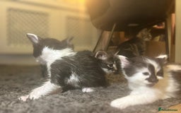 Mixed Breed cats for sale: Soft, Sweet, and Full of Fun…. - Advert 16