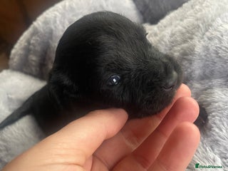 Mixed Breed dogs Doxie poo stunning puppies - Advert 2