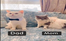 British Shorthair cats for sale: British short hair - Image 3