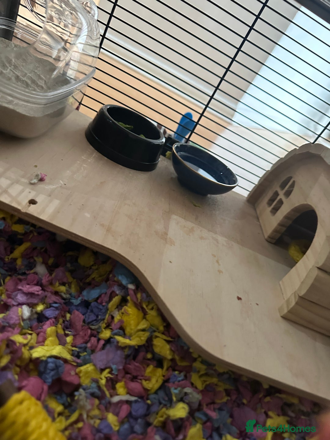 Hamster rodents for sale: Beautiful golden Syrian shorthair hamster Nibbles - Advert 6