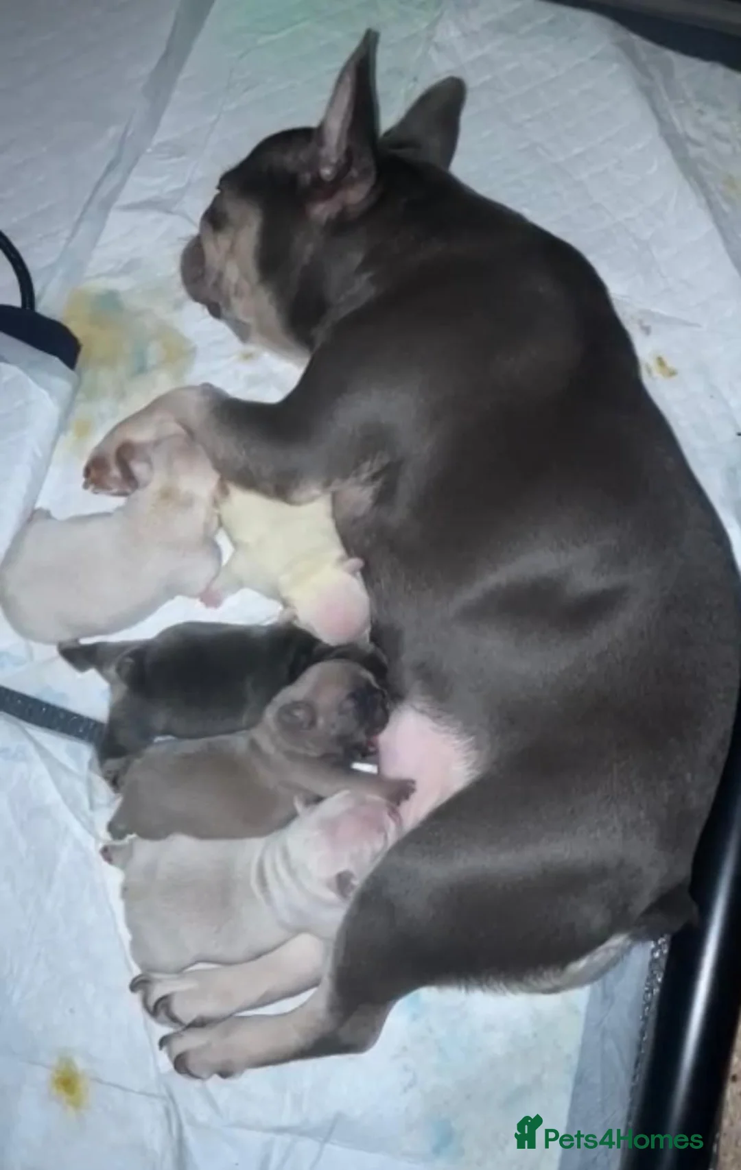 French Bulldog dogs for stud: 🌟🔥LILAC PLATINUM KC REG FRENCH BULLDOG STUD🔥🌟 in Uxbridge - Advert 33