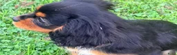 Cavalier King Charles Spaniel dogs for sale:  Exceptional Cavalier King Charles Puppies in Dudley - Advert 10