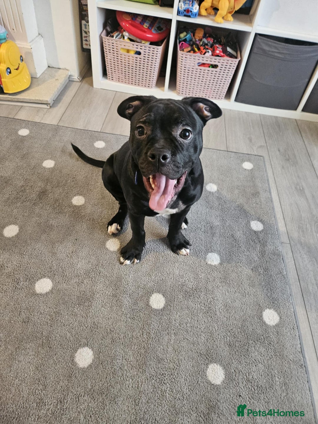 Mixed Breed dogs for sale: Wonderful dog for sale - Advert 8