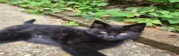 Mixed Breed cats for sale: Beautiful Friendly Kittens - Advert 4