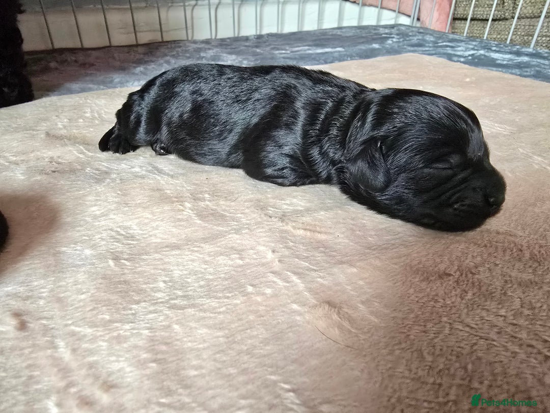 Shihpoo dogs for sale: 5 beautiful Shihpoo puppies - Advert 8