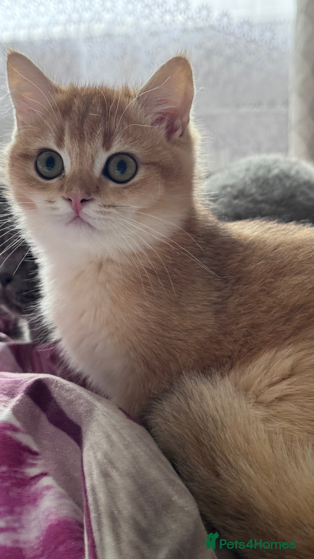 British Shorthair cats for sale: GCCF BSH ONE BOY READY TO GO GOLDEN BLACK TIPPED  - Advert 19