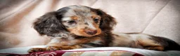 Miniature Dachshund dogs for sale: Pedigree Longhaired Miniature Dachshund Waitlist  - Advert 33