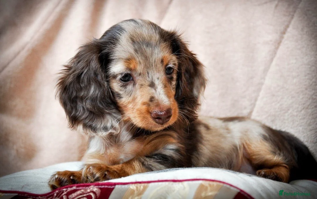 Miniature Dachshund dogs for sale: Pedigree Longhaired Miniature Dachshund Waitlist  - Advert 33